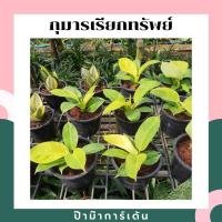 ราคา ต้นกุมารเรียกทรัพย์ กระถางพร้อมตั้ง มีหลายขนาด (17340787545)