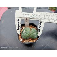 ราคา แอสโตร คัดหน้าไม้ Astrophytum asterias ต้นกระบองเพชร ต้นแคคตัส แคคตัส กระบองเพชร (16266369707)