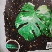 ราคา ดินปลูกออร์แกนิค ใบก้ามปูหมักร่อน หินภูเขาไฟ เพอร์ไลต์ วัสดุปรับปรุงดิน วัสดุปลูก สำหรับ ไม้ดอก ไม้ประดับ ปลูกผัก ผลไม้ จัดสวน Just bargains (15141803023)