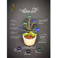 ราคา ส่งฟรี ต้นไหลน้ำพี้ ไหล 9 เม็ด ในกระถางบรรจุแร่เหล็กน้ำพี้ (16496809673)