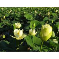 ราคา 5 เมล็ดพันธุ์ บัว สายพันธุ์ Yellow Lotus of the Sunshine ดอกใหญ นำเข้าจาก อเมริกา เพาะปลูกและเก็บเมล็ดในไทย ขยายพันธุ์ในไทยได้ (19089367477)