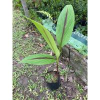 ราคา ขมิ้นดำ ว่านมหาเมฆ ต้นกล้าสด มีราก ใบ เหง้า หัว พร้อมปลูก สูง 20 30 เซน (19258722586)