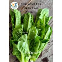 ราคา ผักสลัดอินทรีย์ Organic salad vegetables (19546026765)