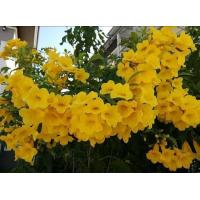 ราคา ทองอุไรสีเหลือง 80 เมล็ด (11128154029)