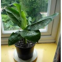 ราคา ต้นกล้วยแคระ ต้นกล้วย กล้วยจิ๋ว ต้นไม้ที่ปลูกในห้องได้ มาตกแต่งบ้านด้วยต้นไม้สวยๆ กล้วยหอมแคระเมื่อโตเต็มที่ต้นสูงไม่เกิน 1 เมตร (21010759060)