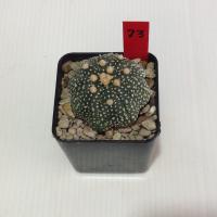 ราคา Astrophytum แคคตัส กระบองเพชร AA04 (17807212670)