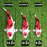 ราคา ปลาคาร์ฟ แต่งสวน แต่งบ้าน เสริมฮวงจุ้ย เซรามิคแต่งสวน ตุ๊กตาแต่งสวน เซรามิคปลา ตุ๊กตาเซรามิค ปลาคาร์ฟตกแต่งสวน (21192345556)