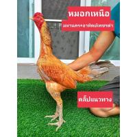 ราคา ไข่เชื้อไก่ชนพม่าม้าล่อรำวงเมืองเหนือหมอกเหนือ (20905052796)