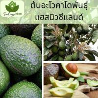 ราคา ต้นอะโวคาโดพันธุ์ Hass สูงจากเมล็ด 60 80 ซม อะโวคาโดพันธุ์ Hass ให้ผลผลิตสูง ติดผลง่าย อุดมไปด้วยสารอาหาร (20877683180)
