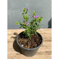 ราคา ต้นนีออนใบเงิน นีออแคระ ดอกสีม่วง กระถาง 5 6 นิ้ว (21035111766)