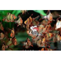 ราคา อาหารปลา ปลาสุมาตราเสือ Tigger เซ็ต 3ตั ว 60บาท ลายเสือสวยๆ มีประกันระหว่างขนส่ง (20912255375)