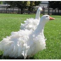 ราคา เชื้อไข่ห่าน ห่านเซบัตโตโพล สัญชาติอังกฤษ Sebastopol goose ขนหยิกยาว สวยสง่า น่ารักเป็นที่สุด (21190194395)