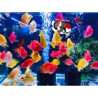 ราคา อาหารปลา ปลา นกแก้วแดง เหลือง มีหางเลิฟและหางยาว ไซร้2 5 3นิ้ว มีประกันสินค้าคะ (20481072971)