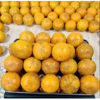 ราคา ส้มสายน้ำผึ้ง ส้มฝาง ส้มโชกุน คละไซส์ ผิวติดลาย น้ำหนัก 1 กิโลกรัมเต็ม ไม่รวมกล่อง (20918951025)