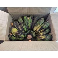 ราคา กล้วยหิน สงขลา Saba banana กล้วยหินออแกนิก กล้วยซาบา กล้วยหินย่างน้ำผึ้ง กล้วยหินต้ม อาหารนกกรงหัวจุก กล้วยสุขภาพ (20748131218)