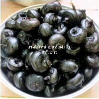 ราคา แห้วสด แห้ว ดำดิบ 1 5 กิโลกรัม หรือ1500 กรัม จากสุพรรณบุรี (20932312229)