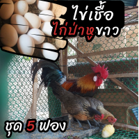 ราคา ไข่เชื้อไก่ป่าหูขาว ชุด 5 ฟอง สำหรับฟัก (15342270209)