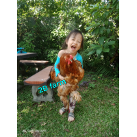 ราคา ไข่เชื้อ ไก่ยักษ์ บราม่า คละสีเกรดสวย จำนวน 1ฟอง ไข่สดใหม่ทุกวัน รับประกันไข่แตกจากการขนส่ง100 (21039219601)