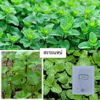 ราคา เมล็ดสะระแหน่ 50 เมล็ด ซื้อ10แถม1 คละได้ (15789854040)