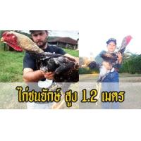 ราคา ไข่เชื้อ ไก่ชนยักษ์บราซิล โครงสร้างสูงใหญ่มาก จำนวน 1 ฟอง (21242784996)