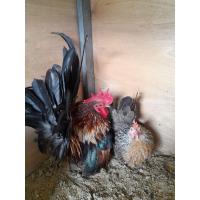 ราคา ไก่เเจ้สีเบญจรงค์ ไข่เชื้อไก่เเจ้สีเบญจรงค์ ไก่ ไก่สวยงาม ไก่ชน ไก่นอก พ่อเเม่พันธุ์ขาสั้นตอทั้งคู่ ชุดล่ะ1ฟอง (18984052131)