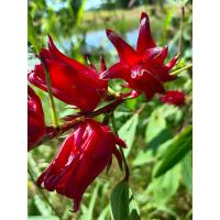 ราคา กระเจี๊ยบดอกสด ขนาด 1000 กรัม 500 กรัม ไม่แกะเม็ด เก็บตามออเดอร์ จากชาวสวนปลอดสาร (20976056969)