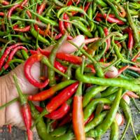 ราคา พริกจินดาเขียวแดง ครึ่งกิโลกรัม 5 ขีด พริกปลอดสารพิษ สวนขายเอง chilli พริกขี้หนู พริกสด พริกสดพร้อมทาน สวนขายเอง (19608700640)