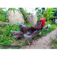 ราคา ไข่ไก่สำหรับฟัก ไก่ไข่สายพันธุ์บลูซุปเปอร์ฮาโก้ เป็นไก่ลูกผสมสายพันธุ์พัฒนา กินอาหารน้อยไข่ดก ชุด10ฟองแถม2ฟอง (20557233660)