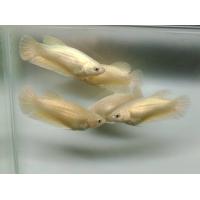 ราคา แม่พันธุ์ ปลากัด สีทอง เพศเมีย พร้อมผสม 1 ตัว มีประกัน (14390724478)