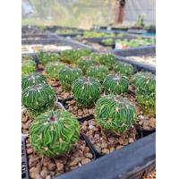 ราคา คลื่นสมอง Echinofossulocactus Size 4 cm กระบองเพชรแคคตัส (21173806090)