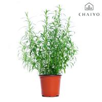 ราคา ต้นทาร์รากอน ออร์แกนิค Organic TARRAGON Russian กระถาง 4 นิ้ว (2586834931)