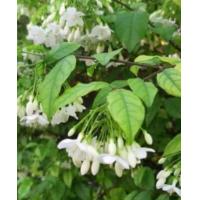 ราคา ต้นโมกพวง กระถาง 6 นิ้ว ส่งพร้อมกระถาง (20494724758)