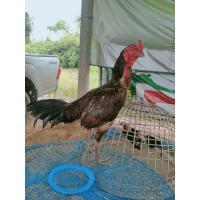 ราคา ไข่เชื้อพม่าสายเยียตีแข้งหน้า (16215054366)