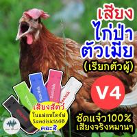 ราคา เสียงไก่ป่าตัวเมีย V 4 เรียกตัวผู้ เมม แฟลชไดร์ฟเสียงไก่ป่าตัวเมีย V 4 มีเก็บเงินปลายทาง ชัดแจ๋ว 100 ไม่มีโฆษณาแทรก MP3 เสียงต่อสัตว์ (12014829146)