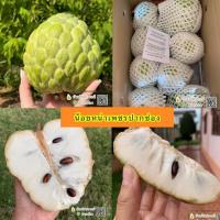 ราคา น้อยหน่าเพชรปากช่อง เกรด A (19186364309)