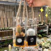 ราคา ของชำร่วยต้นไม้ กระบองเพชร กุหลาบหิน 20 บ กระถางสี่เหลี่ยม2 ของขวัญของชำร่วย พร้อมถุงหิ้วใส (18634043559)