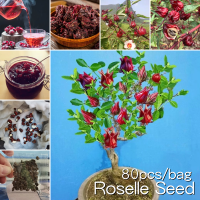 ราคา 100 Original 80 เมล็ดกินได้ Roselle Seeds การปลูกเมล็ดพันธุ์พืชกระเจี๊ยบแดง เมล็ดบอนไซ เมล็ดต้นกระเจี๊ยบแดง การปลูกเมล็ดพันธุ์ไม้ดอก การปลูกเมล็ดพันธุ์ไม้ดอกไม้ประดับในร่ม การปลูกเมล็ดพันธุ์ไม้ดอก การ