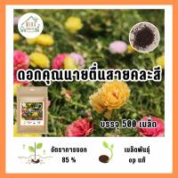 ราคา เมล็ดพันธุ์ ดอกคุณนายตื่นสาย คละสี บรรจุ 500 เมล็ด (21040834548)