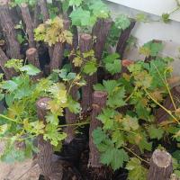ราคา ต้นองุ่น องุ่นไร้เมล็ด ตอองุ่น ต้นองุ่น พันธุ์ พร้อมปลูก grapes plants (20223011385)
