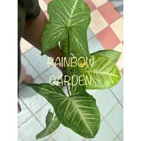 ราคา พร้อมส่ง ต้นเงินไหลมา ใบสีเขียว ไม้มงคล ต้นยาว มีรากทุกต้น เลี้ยงด้วยดินหรือน้ำก็ได้ (20589801301)