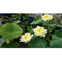 ราคา เมล็ดบัวหลวง ดอกใหญ่ ของแท้ 100 บัวหลวง ดอกบัว ปลูกบัว เม็ดบัว สวนบัว 8 เมล็ด (9126448189)