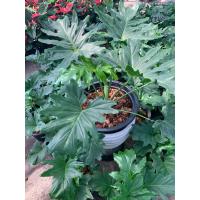 ราคา ฟิโลเดนดรอน ซานาดูจักรพรรดิ์ Philodendron Xanadu ซานาดู ไม้ฟอกอากาศชั้นเยี่ยม นิยมปลูกในกระถาง ส่งพร้อมกระถาง 10 นิ้ว ต้นใหญ่พุ่มสวย ลักษณะใบหยักลึกแบบขนนก ดอกมีกาบหุ้ม คล้ายดอกหน้าวัว (7866628650)