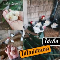 ราคา ไข่เชื้อไก่ไลท์ชัชเชค ชุด5ฟอง ไข่เชื้อสำหรับฟัก ไก่ไข่ ไก่สวยงาม (7800439077)