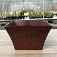 ราคา กระถางม้าลายปากบาน 8 นิ้ว กระถางพลาสติก แคคตัส กระบองเพชร ไม้อวบน้ำ Cactus Succulent (10762491051)