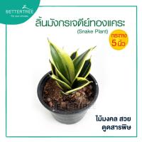 ราคา ลิ้นมังกรเจดีย์แคระ กระถาง 5 นิ้ว ความสูงต้น วัดจากกรระถางขึ้นไป ประมาณ 20 cm ไม้ฟอกอากาศ ต้นไม้ ลิ้นมังกร (15979617001)