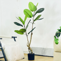 ราคา ต้นยางอินเดียแดง ต้นยางอินเดียดำ มี 2 แบบ พร้อมกระถางดำยกชุด ต้นไม้แต่งบ้านเหมือนจริง ต้นไม้ปลอม ต้นไม้สวยๆ ต้นไม้มินิมอลพร้อมส่ง Plant L YDR (20562802121)