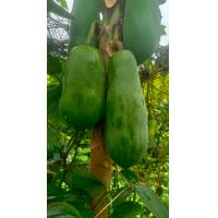 ราคา มะละกอดิบ ปลอดสาร น้ำหนัก 800 1500 กรัม ต่อลูก (20029090305)