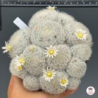 ราคา แมมขนนกขาวฟอร์มกอ Mammillaria Plumosa แคคตัส กระบองเพชร cactus succulent (4595804277)