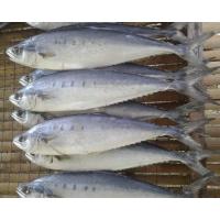 ราคา ปลาสีเสียดเค็ม ปลาสีเสียดตากแห้ง ปลาสีเสียดแดดเดียว ปลาไซด์ใหญ่ เนื้ออร่อย ของดีเมืองกระบี่ (16732114312)