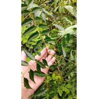 ราคา ใบสะเดาสด สมุนไพรใบสะเดา Neem 0 5 กก 49 บาท ใบสะเดา เก็บสด (18542685548)